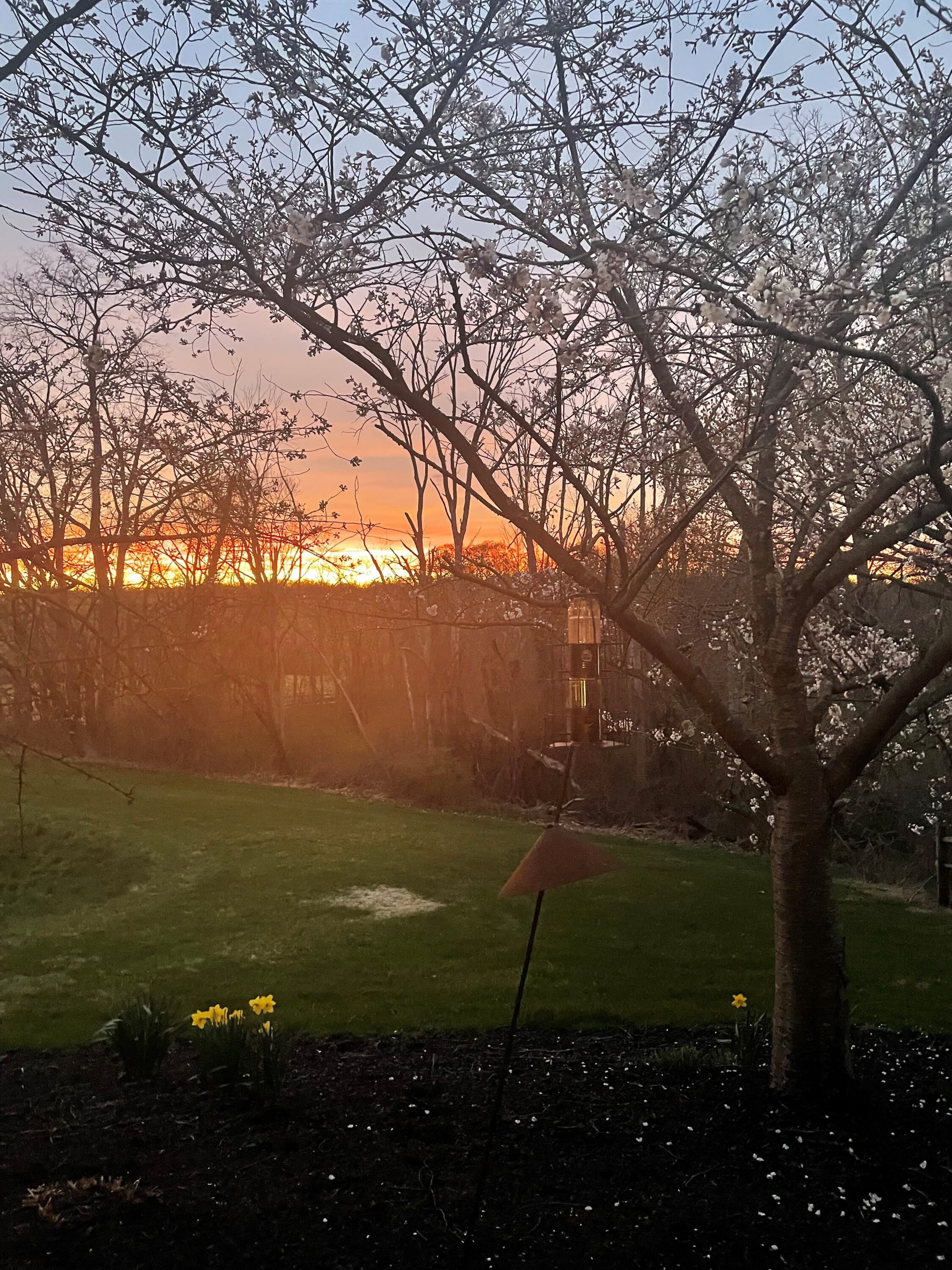 Blossoming tree and bird feeder at sunset